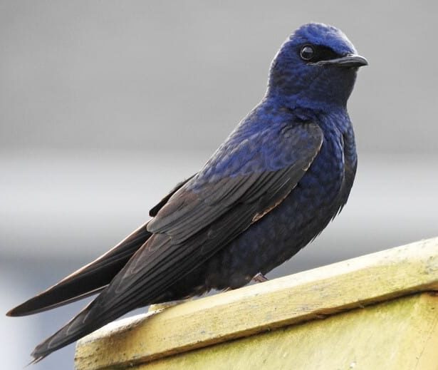 Purple martin bird perched showing iridescent dark blue feathers, North America’s largest swallow