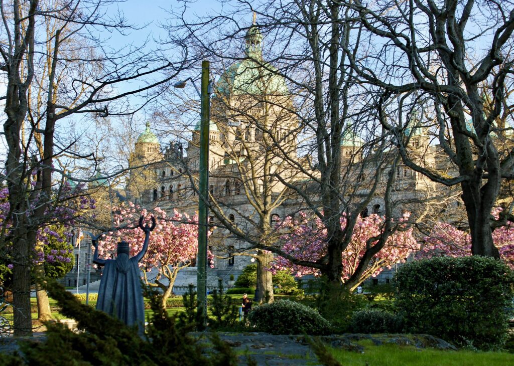 Cherry blossoms in bloom in front of the British Columbia Parliament Buildings in Victoria during spring
