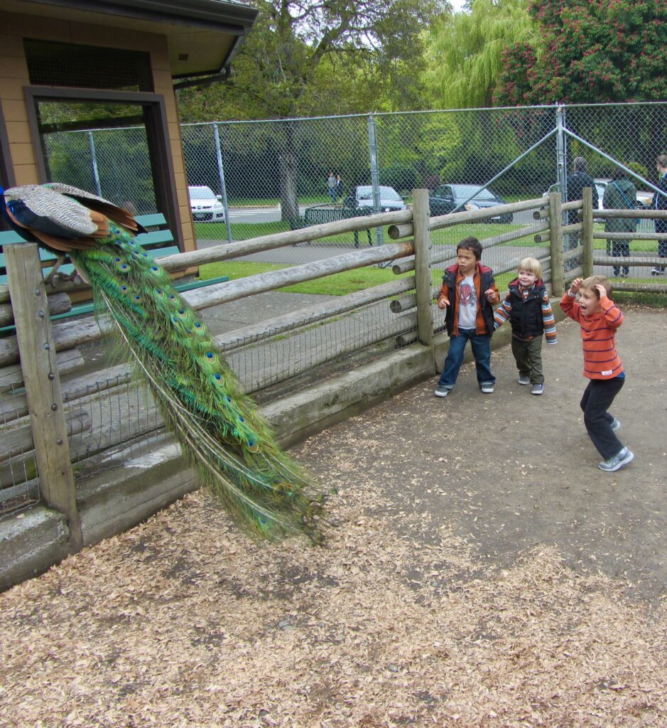 Children watching a peacock in a  park during a family tour in Victoria BC