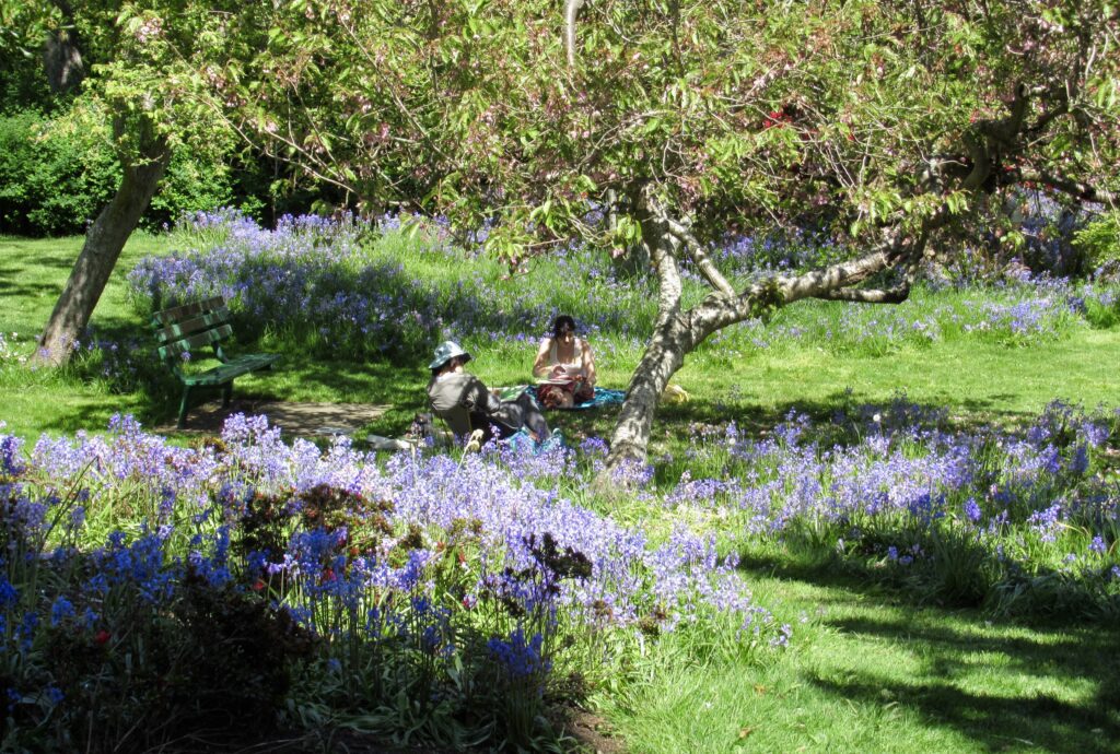 Camas flowers in bloom at Beacon Hill Park in Victoria BC during spring