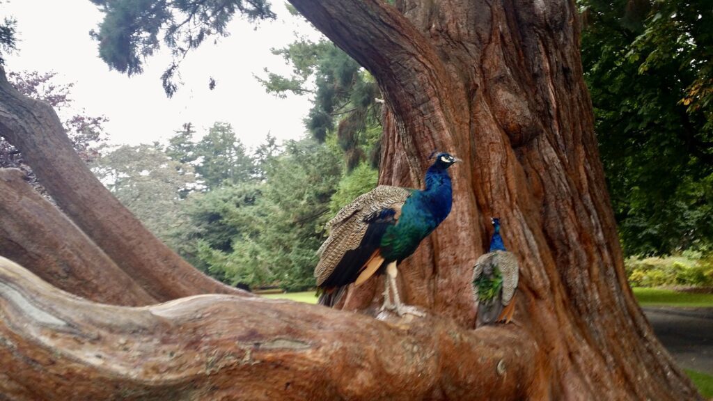 Giant sequoia in Beacon Hill Park