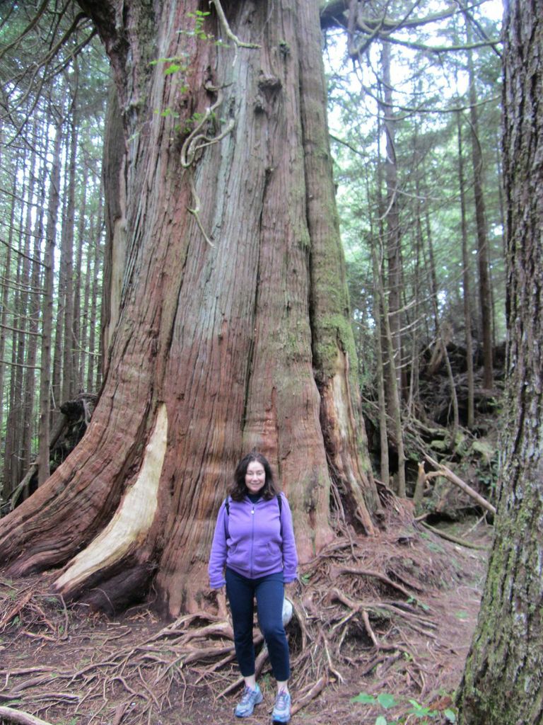 Giant trees in Vancouver Island forests