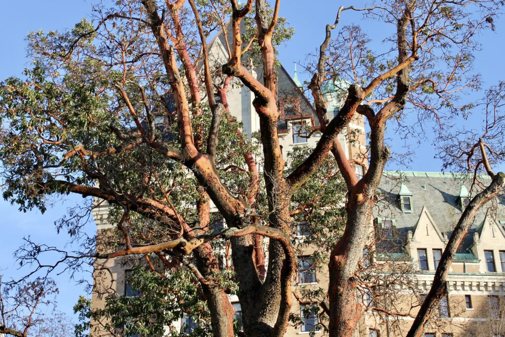 Arbutus trees abound on Vancouver Island