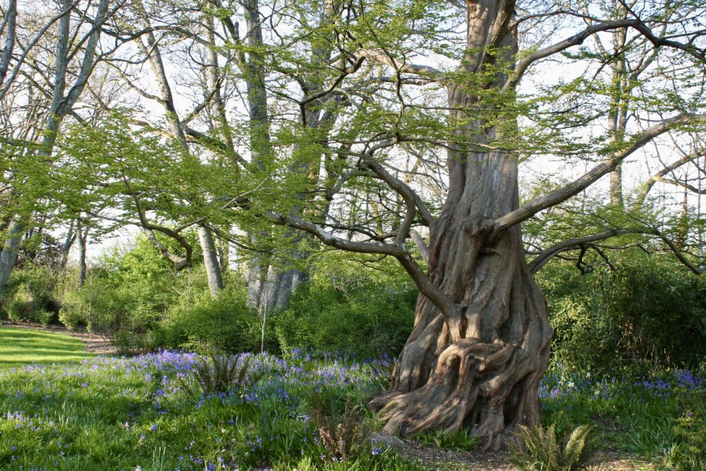 Where Gary oak trees grow, blue camas come up in spring