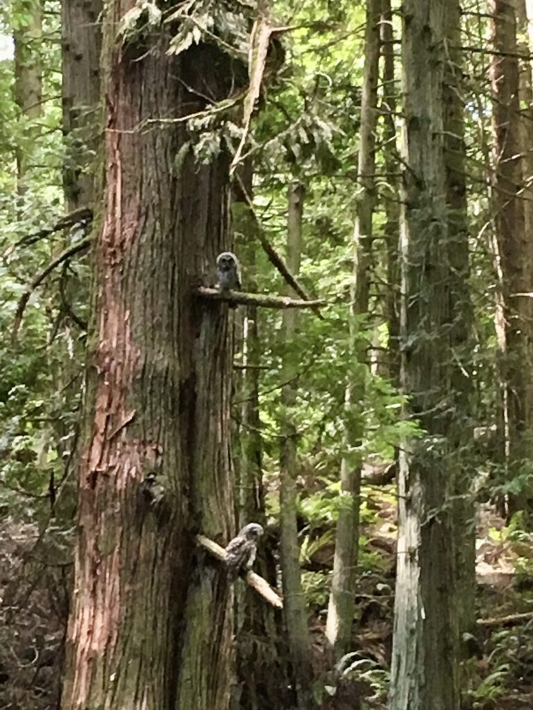 Owls on a Douglas fir