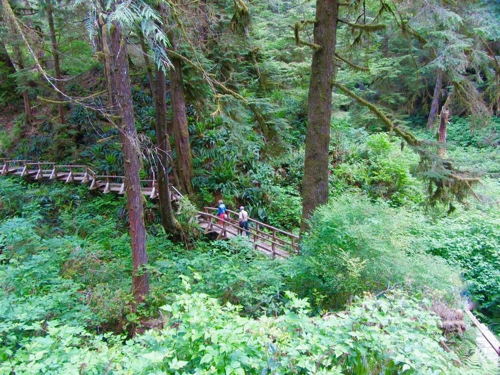 Visitors walking along a wooden boardwalk through ancient temperate rainforest near Tofino on Vancouver Island