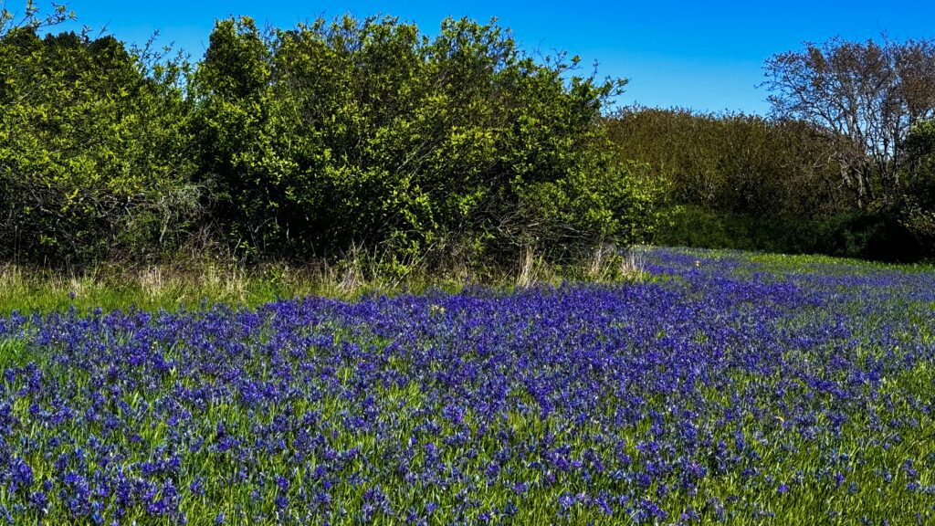 Blooming camas meadow in Victoria, BC, reflecting a landscape long stewarded by the Lekwungen People.