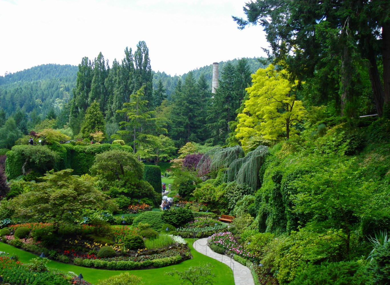 a garden with a tree in the middle of a lush green forest